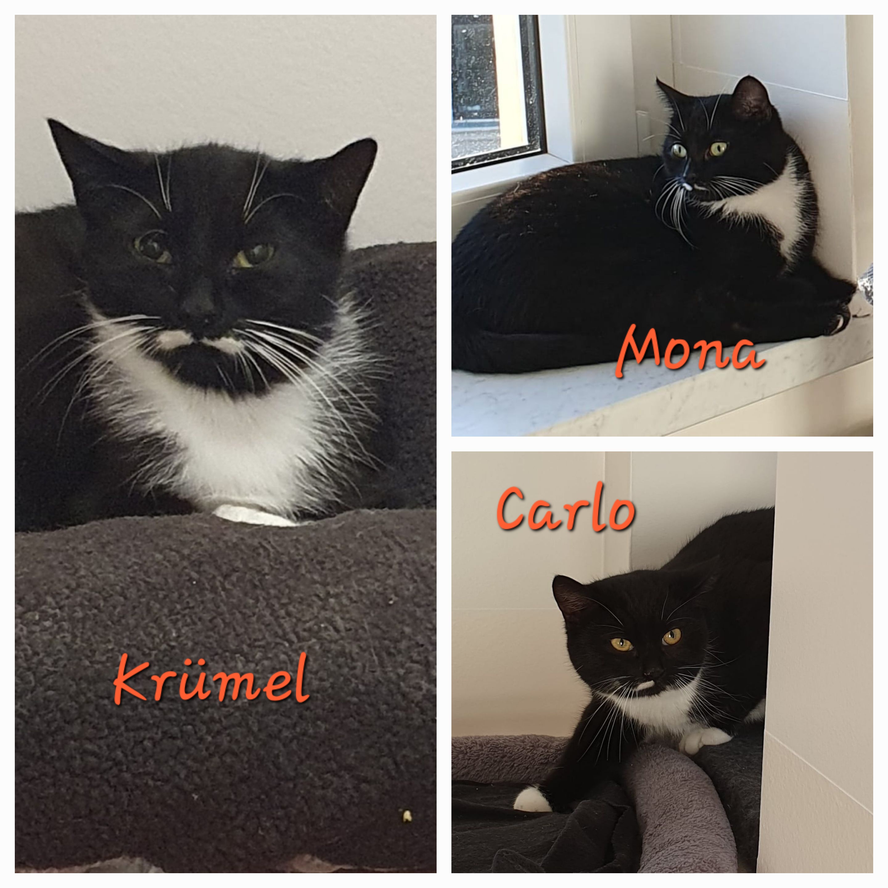 Krümel, Carlo & Mona